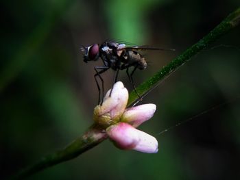 Close-up of insect on flower