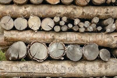 Stack of logs in forest