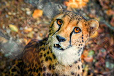 Close-up portrait of leopard at zoo