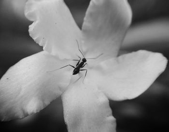 Close-up of insect