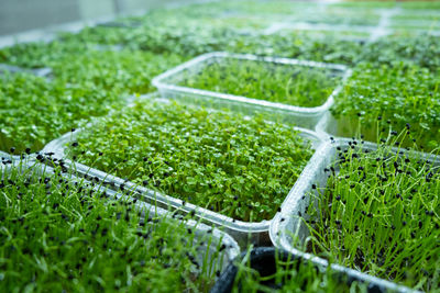 Urban microgreen farm. eco-friendly small business. baby leaves, phytolamp