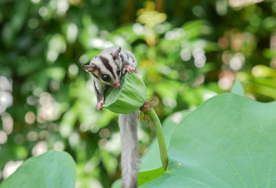 Close-up of a lizard on leaf