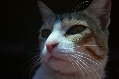 Close-up of cat looking away