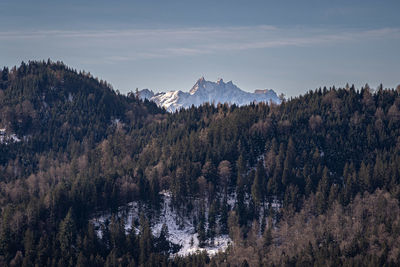 Panoramic view of trees and mountains against sky