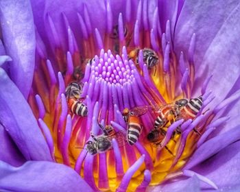 Close-up of honey bee on purple flower