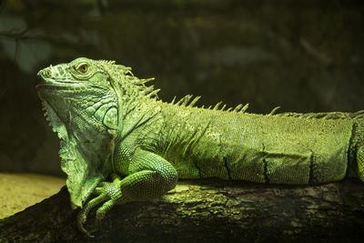 Close-up of lizard on rock