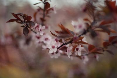 Close-up of flower on tree