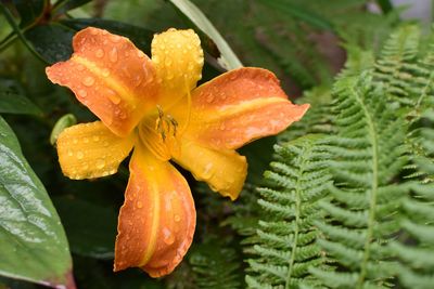 Close-up of day lily flower and fern with raindrops 