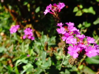 Close-up of pink flowering plant