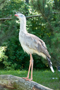 High angle view of gray heron on tree