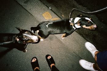 DIRECTLY ABOVE SHOT OF MAN WITH DOG WALKING ON ROAD