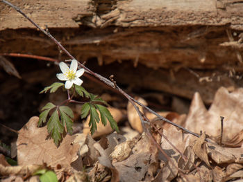 Close-up of white flowering plant