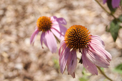 High angle view of purple coneflower on sunny day