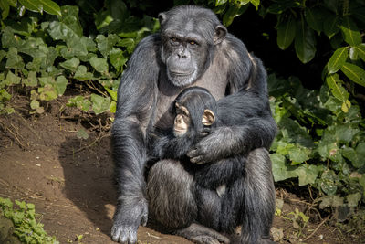 Monkey sitting on field