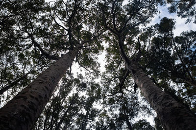 Low angle view of trees against sky