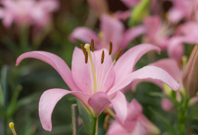 Close-up of pink flowering plant