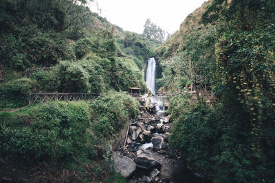 Scenic view of waterfall in forest