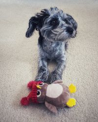 Portrait of dog with toy