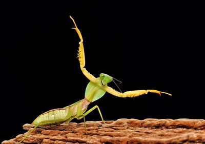 Close-up of insect against black background