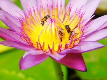 Close-up of bee pollinating on flower