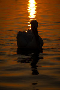 Silhouette birds in lake during sunset