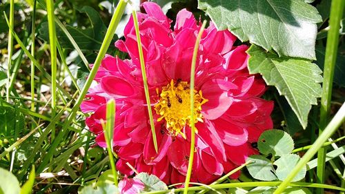 Close-up of pink flower