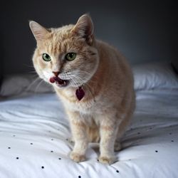 Portrait of cat sitting on bed at home