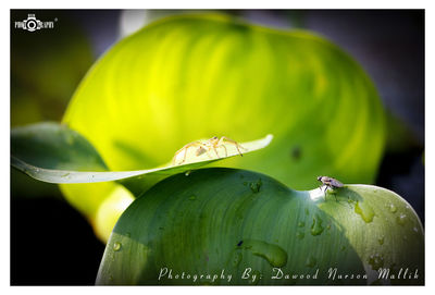 Close-up of green chili on plant