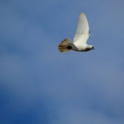 Low angle view of seagull flying against clear sky