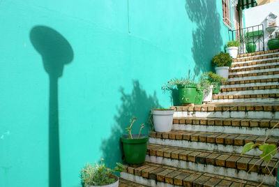 Potted plant on staircase against building