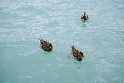 High angle view of duck swimming in sea