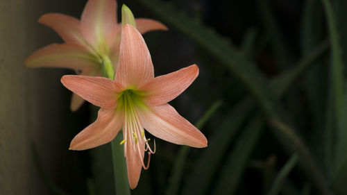 Close-up of flower blooming outdoors