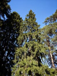 Low angle view of trees against sky
