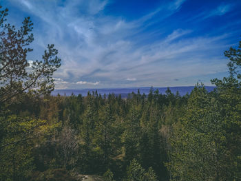 Plants growing on land against blue sky