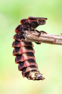 Close-up of insect on leaf