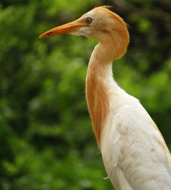 Close-up of crane bird.