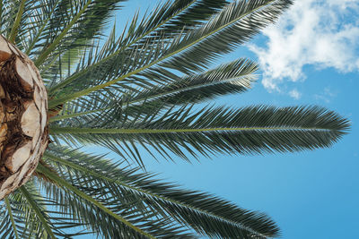 Low angle view of palm tree against cloudy sky