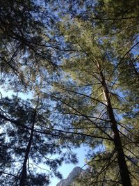 Low angle view of trees against sky