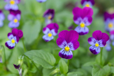 Close-up of purple flowering plants