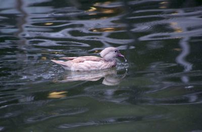 Duck swimming in lake