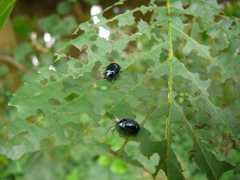 Close-up of insect on leaf