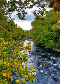 Scenic view of river amidst trees in forest