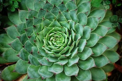 Close-up of succulent plant