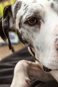 Cropped image of dog looking away while resting at home