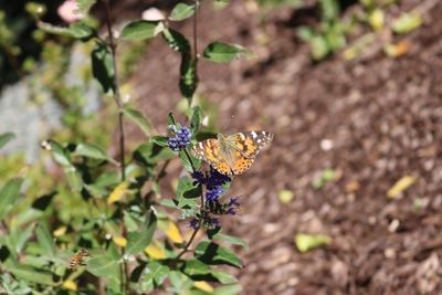 Close-up of butterfly pollinating on flower