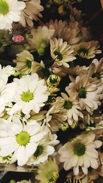 Close-up of white flowers