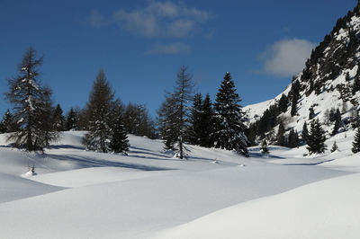 Trees on snow covered mountain against sky