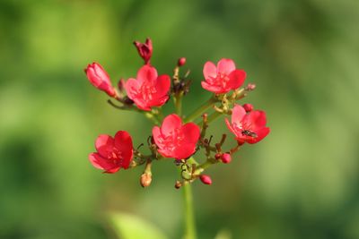 Close-up of red flowers blooming outdoors