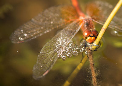 Extreme close-up of dragonfly on plant