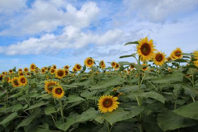 Close-up of sunflowers blooming on field against sky